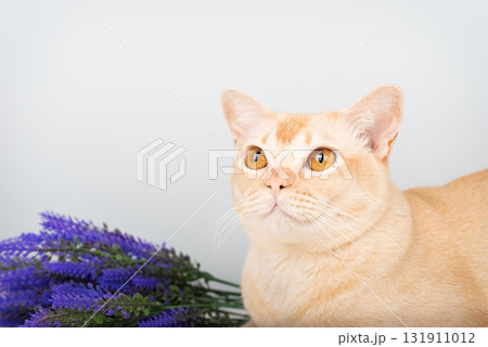 A Burmese cat with yellow eyes and a sprig of lavender 131911012