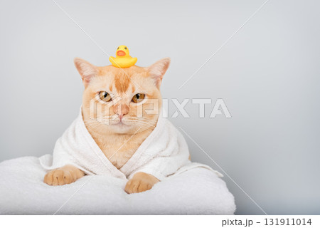 Funny ginger cat in bathrobe with rubber duck Funny ginger cat in bathrobe with rubber duck 131911014