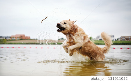 Happy, Joyful Golden Retriever Running And Playing In The Water. The Dog Full Of Joy Happy, Joyful Golden Retriever Running And Playing In The Water. The Dog Full Of Joy 131911032