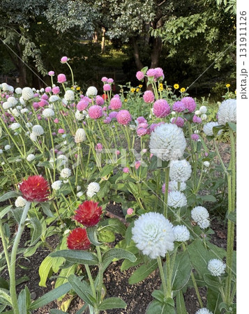 千日紅が咲いている花壇 131911126