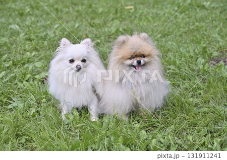 2匹の可愛いポメラニアン 2匹の可愛いポメラニアン 131911241
