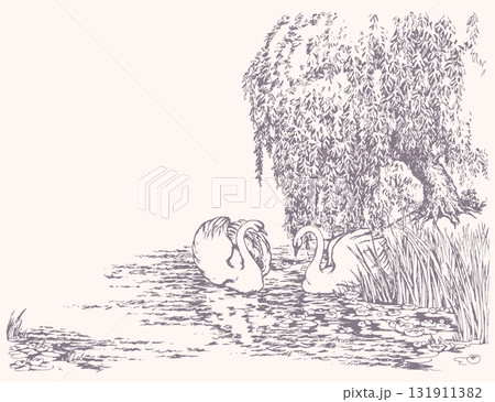 Vector drawing. Two swans in the park lake. 131911382
