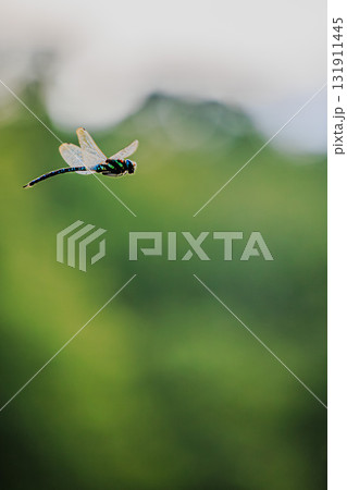 Migrant Hawker in Flight ― 美しい飛行姿勢 ― 131911445