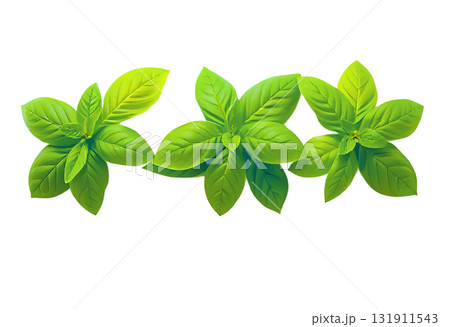 Fresh vibrant green basil leaves, three aromatic herb sprigs for culinary food illustration and kitchen design 131911543