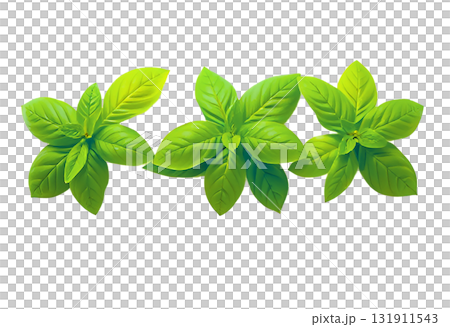 Fresh vibrant green basil leaves, three aromatic herb sprigs for culinary food illustration and kitchen design 131911543