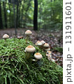 Wild mushrooms growing in the forest. Germany 131911601