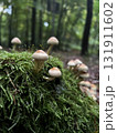Wild mushrooms growing in the forest. Germany 131911602