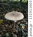 Wild mushrooms growing in the forest. Germany 131911603