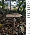 Wild mushrooms growing in the forest. Germany 131911604