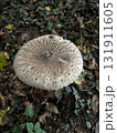 Wild mushrooms growing in the forest. Germany 131911605