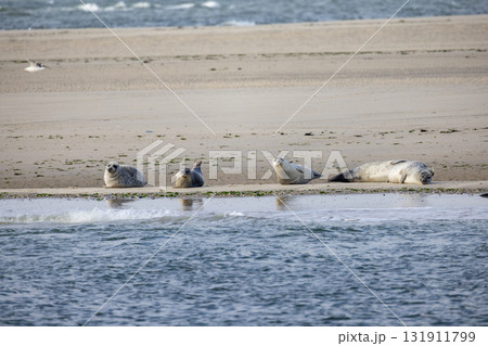 Eierland, De Cocksdorp, Texel, The Netherlands, Oktober 28th, 2024, Seals are seen resting Eierland, De Cocksdorp, Texel, The Netherlands, Oktober 28th, 2024, Seals are seen resting 131911799