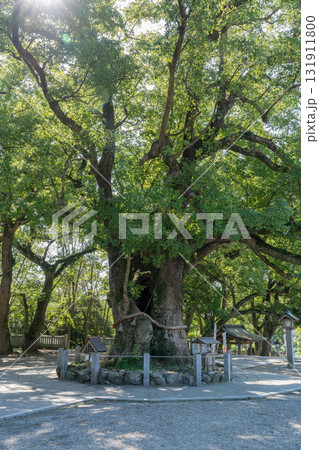 大麻比古神社の木漏れ日 大麻比古神社の木漏れ日 131911800