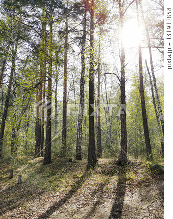 Sunlight filtering through tall trees in a serene forest landscape with vibrant green foliage 131911858