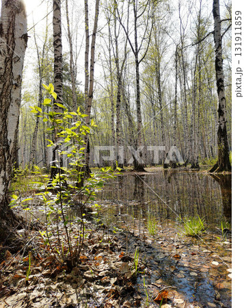 Birch trees with young spring green foliage standing in meltwater water in the forest in daylight 131911859