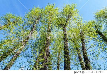 Tall poplar trees with vibrant green leaves reaching towards clear blue sky Low angle shot Tall poplar trees with vibrant green leaves reaching towards clear blue sky Low angle shot 131911900