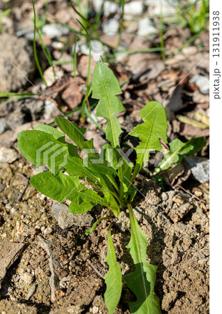 Green dandelion plant growing in soil with sunlight illuminating its vibrant foliage and texture Green dandelion plant growing in soil with sunlight illuminating its vibrant foliage and texture 131911938