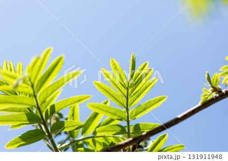 Sunlit spring green leaves of mountain ash against clear blue sky Copy space for text 131911948