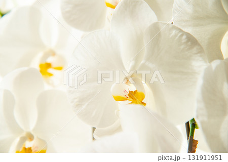 白い胡蝶蘭 131911951
