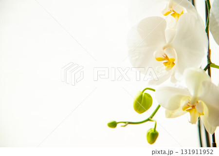 白い胡蝶蘭 131911952