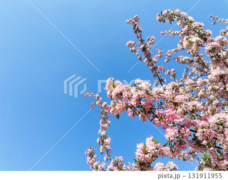 Pink cherry blossom branches against clear blue sky creating vibrant spring atmosphere Copy space Pink cherry blossom branches against clear blue sky creating vibrant spring atmosphere Copy space 131911955
