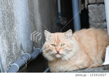 見つめる猫 131912027