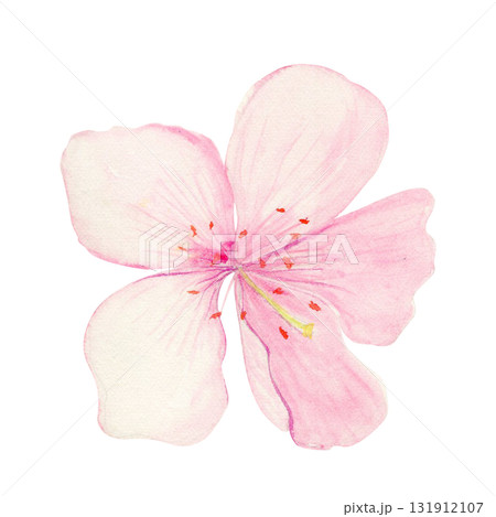 Sakura blossom watercolor illustration isolated on white. Soft petals, gentle color gradients, a light, elegant floral design, perfect for spring patterns, wedding decor, greeting cards, and branding. Sakura blossom watercolor illustration isolated on white. Soft petals, gentle color gradients, a light, elegant floral design, perfect for spring patterns, wedding decor, greeting cards, and branding. 131912107