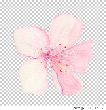 Sakura blossom watercolor illustration isolated on white. Soft petals, gentle color gradients, a light, elegant floral design, perfect for spring patterns, wedding decor, greeting cards, and branding. Sakura blossom watercolor illustration isolated on white. Soft petals, gentle color gradients, a light, elegant floral design, perfect for spring patterns, wedding decor, greeting cards, and branding. 131912107