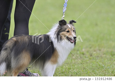 散歩する女性とシェルティ 散歩する女性とシェルティ 131912486