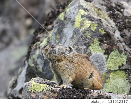 ガレ場に住んでいるエゾナキウサギ 131912517
