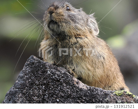 ガレ場に住んでいるエゾナキウサギ 131912521