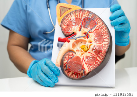 Chronic kidney disease, Asian woman with model for treatment urinary system, urology, Estimated glomerular filtration rate eGFR. Chronic kidney disease, Asian woman with model for treatment urinary system, urology, Estimated glomerular filtration rate eGFR. 131912583