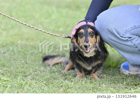 ダックスと女性 131912646