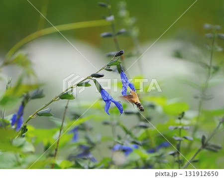 ホバリングの得意なホシホウジャク ホバリングの得意なホシホウジャク 131912650