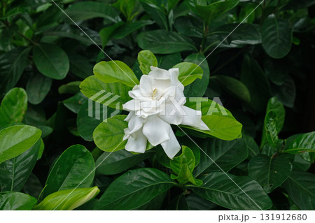 Pretty gardenia flower Pretty gardenia flower 131912680