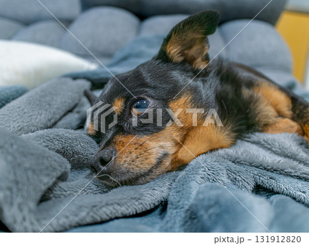 ソファでくつろぐ犬 131912820