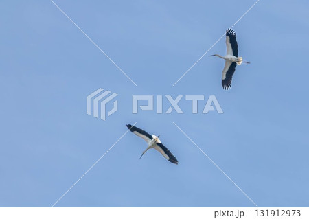 青空を飛ぶコウノトリ 青空を飛ぶコウノトリ 131912973