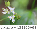 アケボノソウ アケボノソウ 131913068