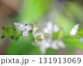 アケボノソウ アケボノソウ 131913069