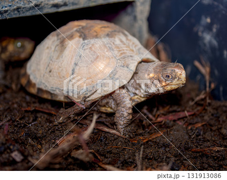 ミツユビハコガメのアップ 131913086