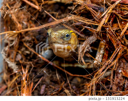 セマルハコガメのアップ 131913224