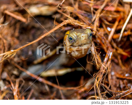 セマルハコガメのアップ 131913225