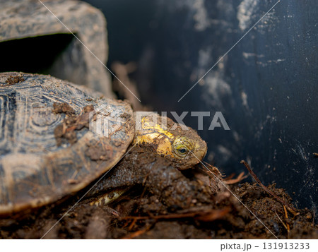 セマルハコガメのアップ 131913233