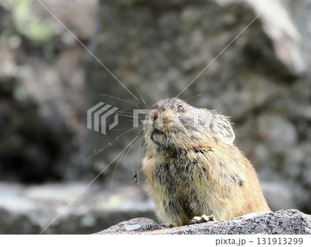 ガレ場に住んでいるエゾナキウサギ 131913299