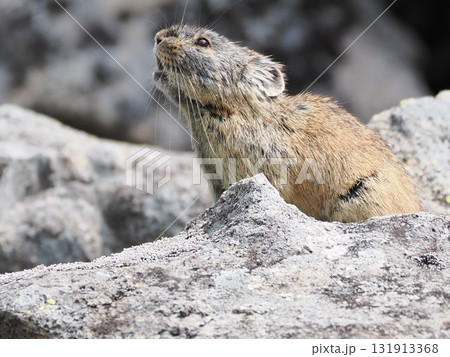 ガレ場に住んでいるエゾナキウサギ 131913368