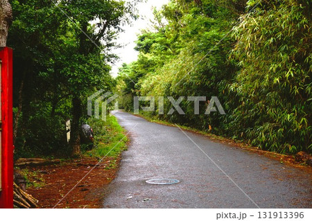 田代島　猫の島　ネコ　散策　散歩道 131913396