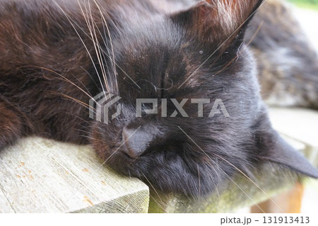 田代島 猫の島 島のえき ネコ 田代島 猫の島 島のえき ネコ 131913413