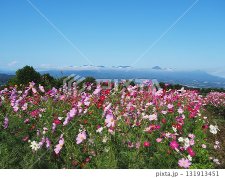 満開のコスモスに榛名山 131913451