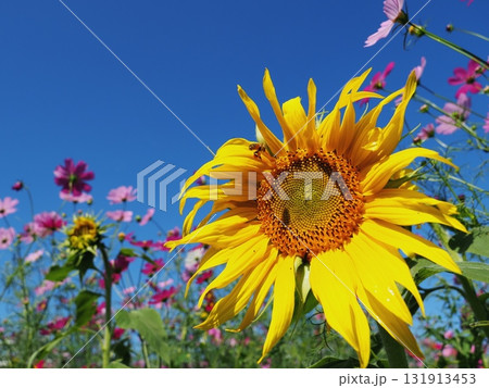 コスモスとヒマワリ 131913453