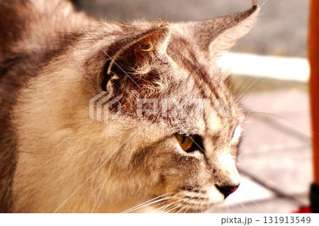 田代島 猫の島 ネコ 二斗田港 田代島 猫の島 ネコ 二斗田港 131913549