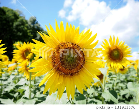 ヒマワリの花のクローズアップ 131913576